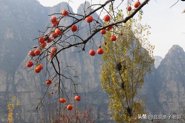 京郊自驾摘柿地图