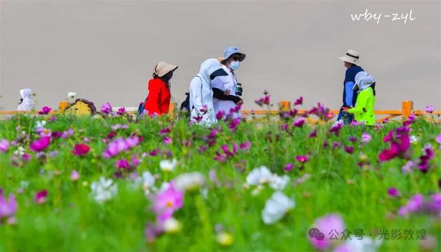 快来看，大漠敦煌又一波花海来袭