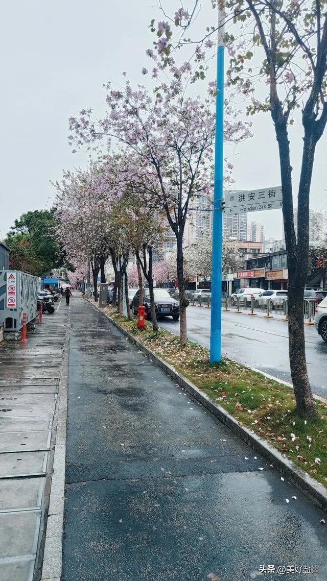 盐田林荫道，永远是封神的存在