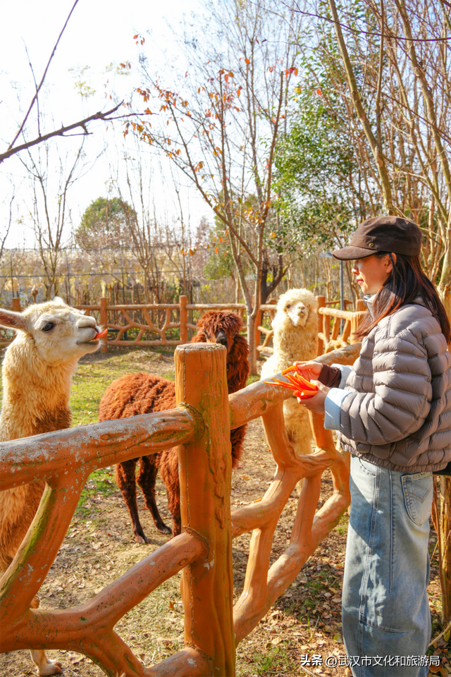 速看！蔡甸元旦跨年活动来了，迎接2026！