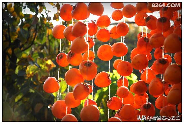 山东行游影记（194）—青州仰天山柿子沟（二）