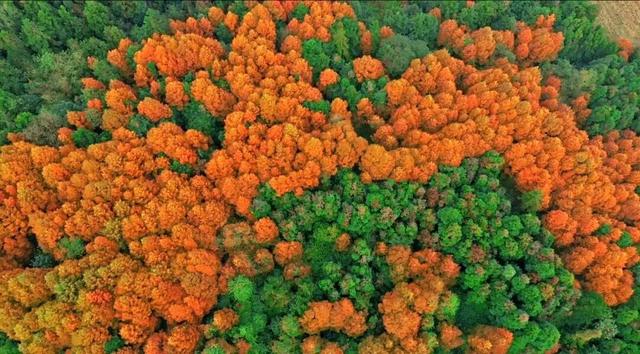 秋天还没过够？那就去乐山留住秋天！