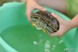 巴西龟真的会被淹死，是因为它没有鱼一样的鳃，用的是肺呼吸图片