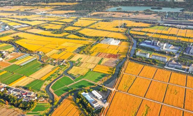 太仓顶流！稻田里的丰收狂欢，本周末必冲！