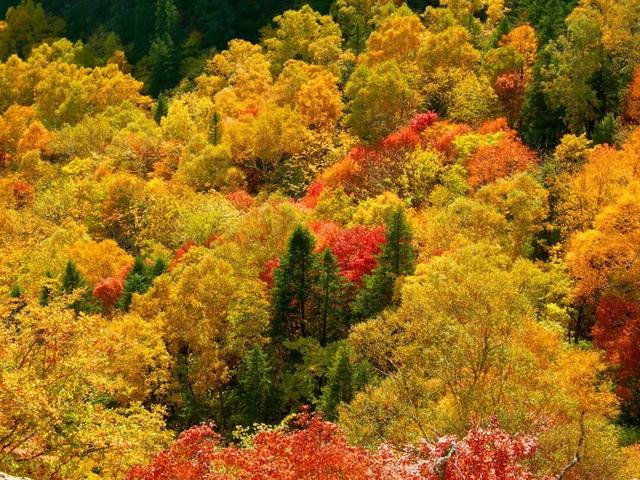 来铧子山，漫步秋季的斑斓林海