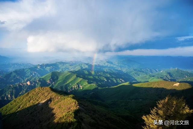 哎呀,一不小心,就闯入了动物精灵的世界