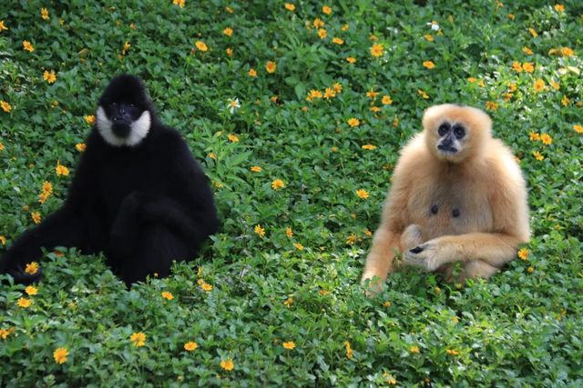 文旅欢乐多！元旦假期广东景区惊喜攻略看这里……