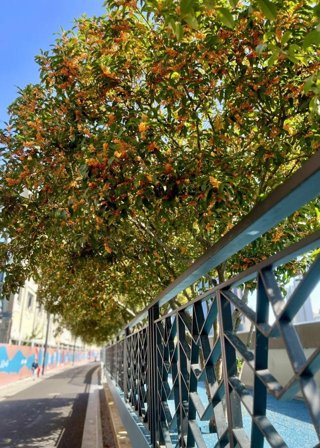 叮！你有一份上海秋日漫步地图待解锁→