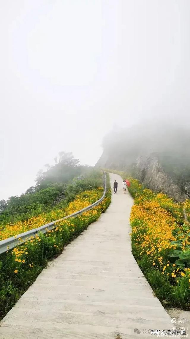 打卡最美风车花海！台州这个森林公园的夏天最烂漫，你可去过？