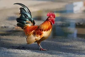 公鸡没有“丁丁”，那它是怎么交配续种的？图片