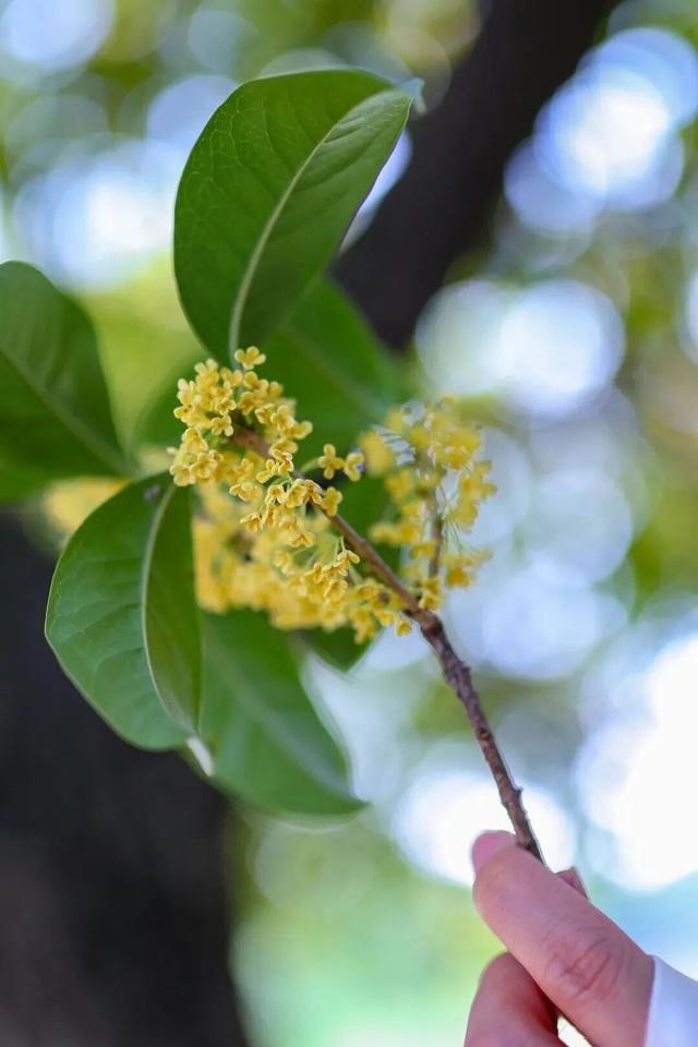 苏州桂花已经悄悄上线！