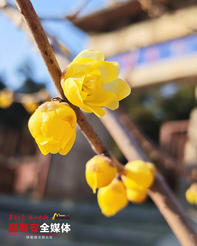 泰山一天门素心蜡梅凌寒绽放