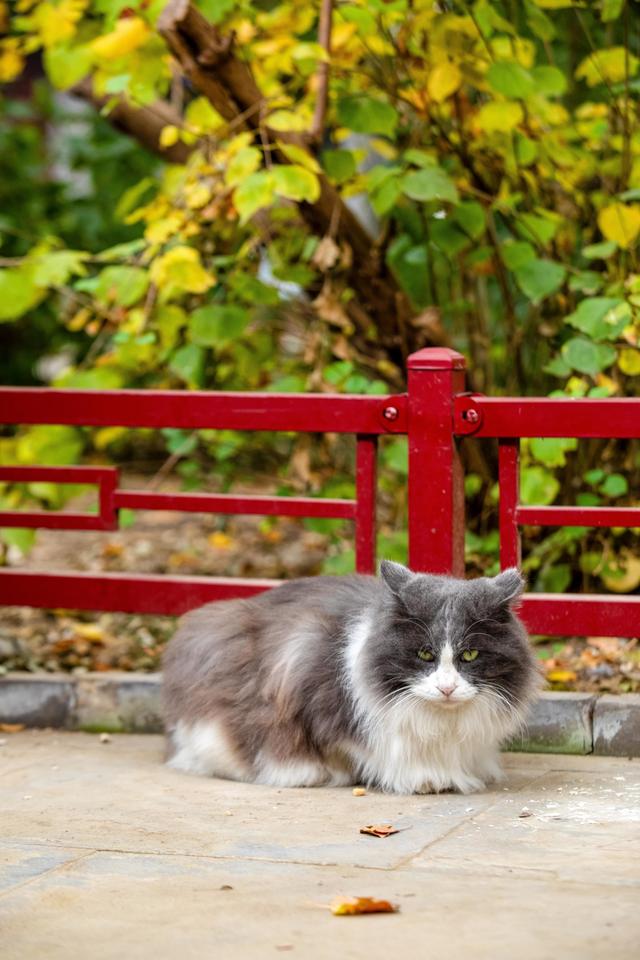听说北京的古寺，更配北京秋日的银杏，这个古寺你去过吗？