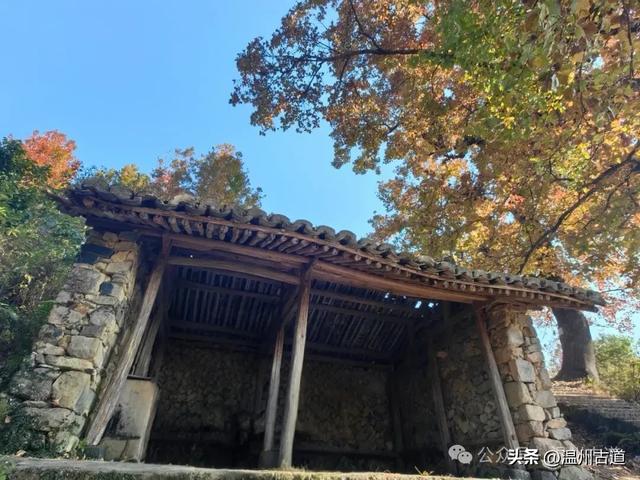 温州这两条知名红枫古道已经红啦！周末是最佳观赏期，不要错过！