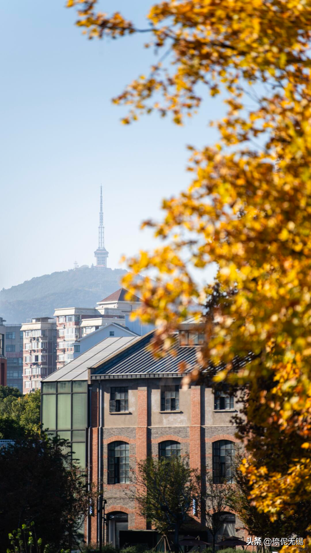 无锡市中心梧桐大道，迎来最浪漫时刻！
