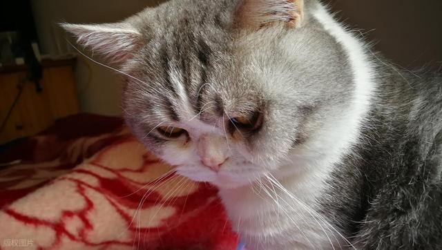 猫咪界的MBTI，快来看看你家猫咪是哪种性格，又该怎么饲养？