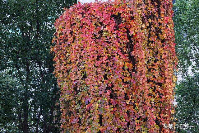 邂逅初冬美景，上海地铁11号线安亭段桥墩爬山虎红了