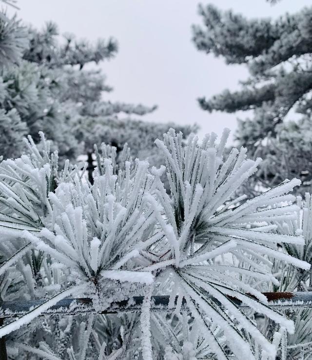 黄山雾凇正“开挂”！这份观赏攻略直接抄
