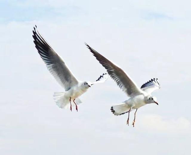 快乐的25/26深圳湾候鸟季