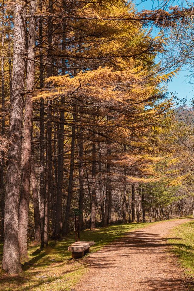 谁说秋天只有凋零？紫柏山两日游攻略来了！