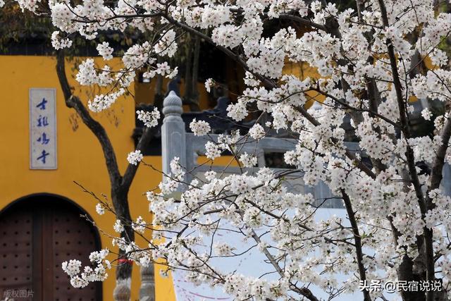 南沙也有樱花节，就在3月14日，这里还用心总结多种美食。
