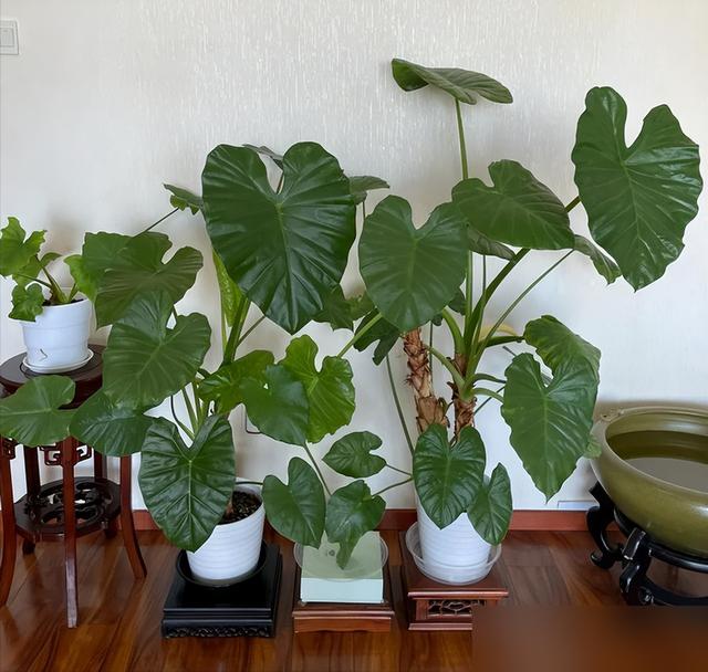 "花旺人不旺"，家里最好不要养这6种花，千万别不当一回事儿