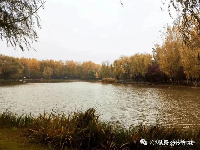全部免费！渭河南河堤路赏秋攻略大全，那风景简直美爆了！