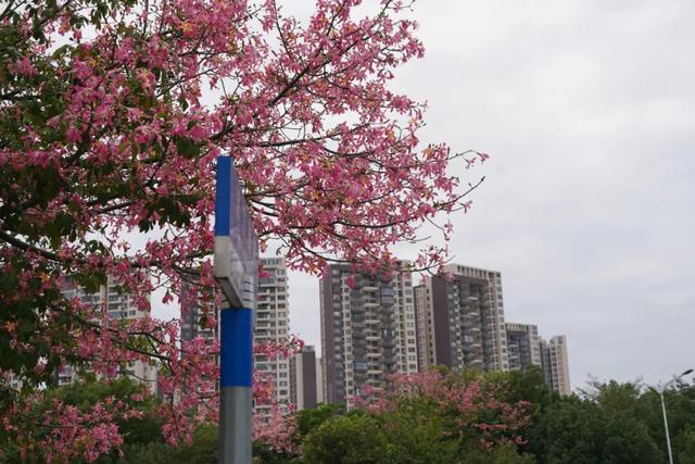 请查收！怀集发来花色请柬