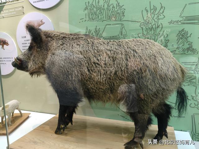 第一次去国家自然博物馆，水族馆和恐龙乐园是8岁孩子的最爱