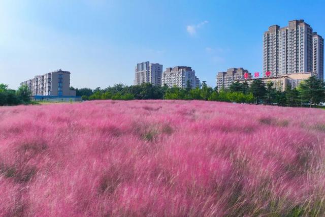 “粉色秘境”已上线！初冬必打卡！位置就在…