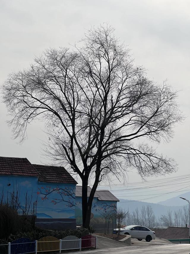 大雪节气没有雪，这天去了山东临朐县一个山村。