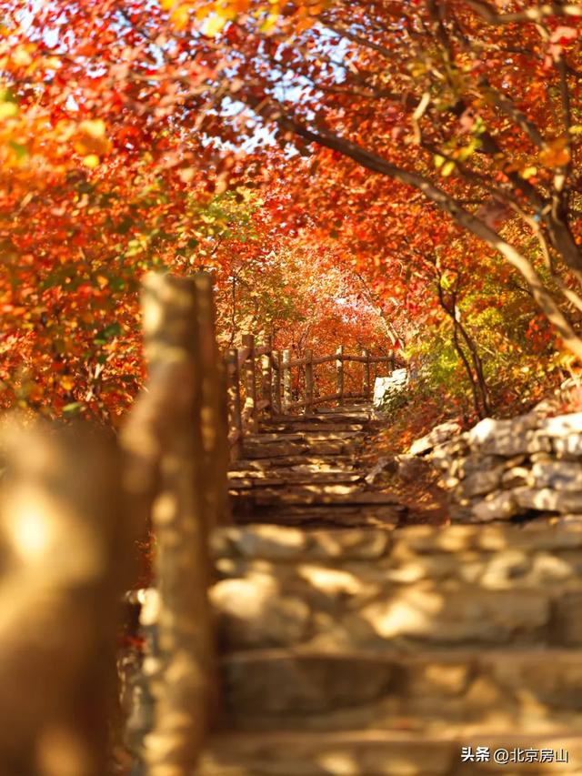 醉美坡峰岭！国庆相约第十四届红叶节