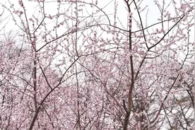 收藏！2025长春公园赏花指南→图片