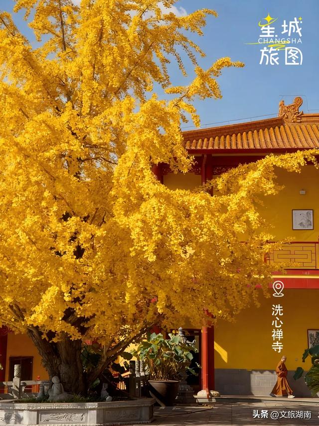 限时绝美!长沙初冬“顶流”上线