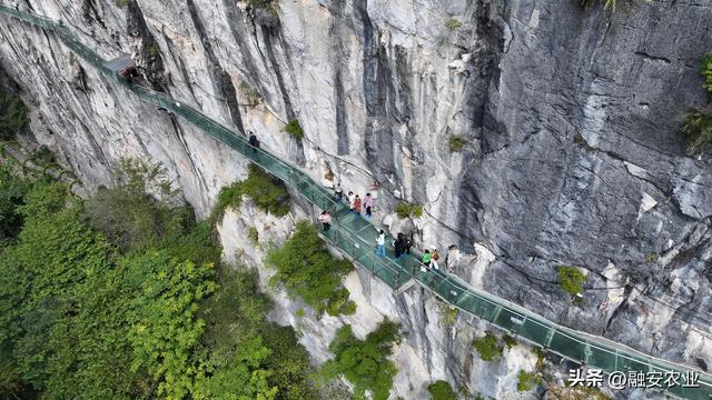 广西融安：秋高气爽引客来
