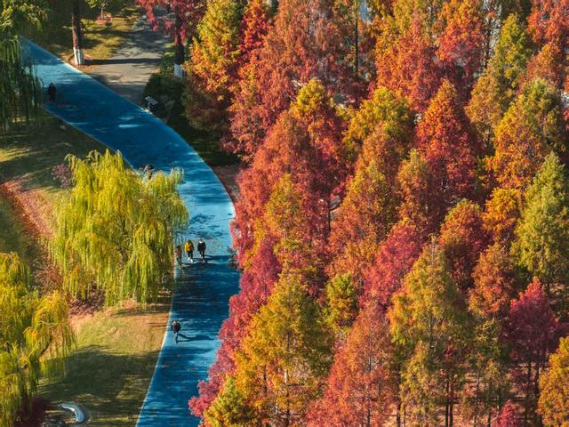 常青公园全面开放露营区域，市民可享“红叶树下”悠闲时光