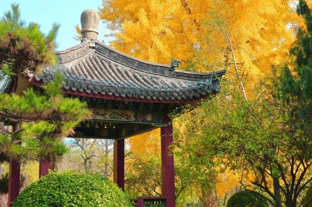 太原市迎泽区：金秋迎泽｜银杏绘就的时光画卷