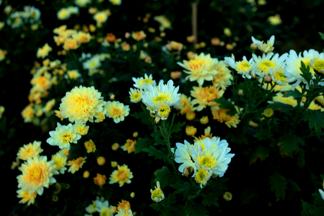 近百品种菊花竞相绽放 新泰泉沟基地成秋日打卡新地标