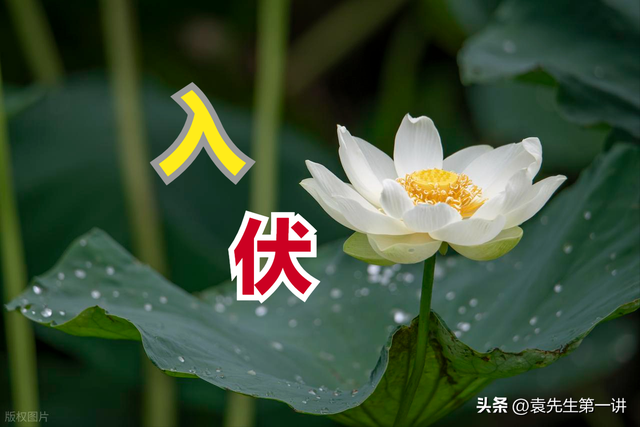 今日入伏，老人说最怕“入伏一日雨”，入伏天下雨有啥预兆？