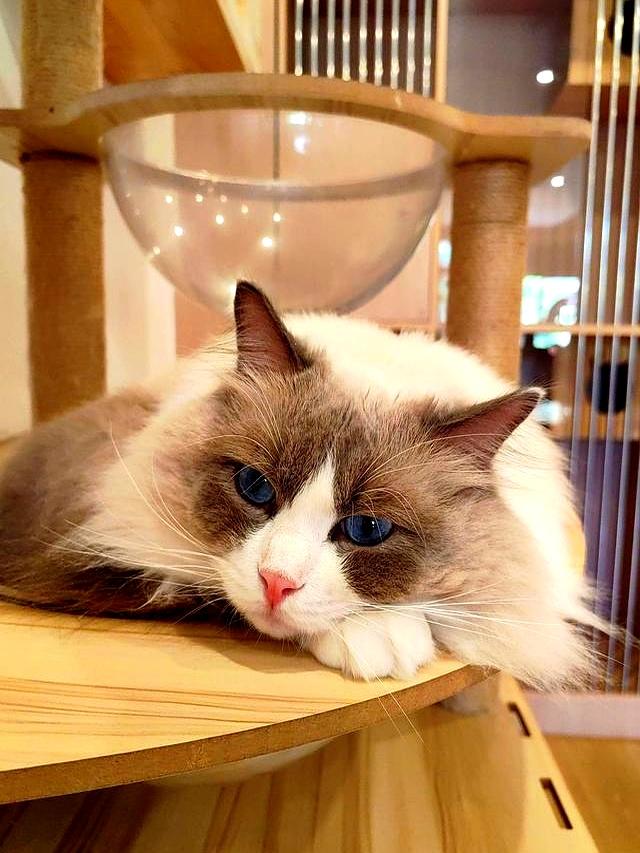 若猫咪有这6种表现，说明它抑郁了，别不放在心上！