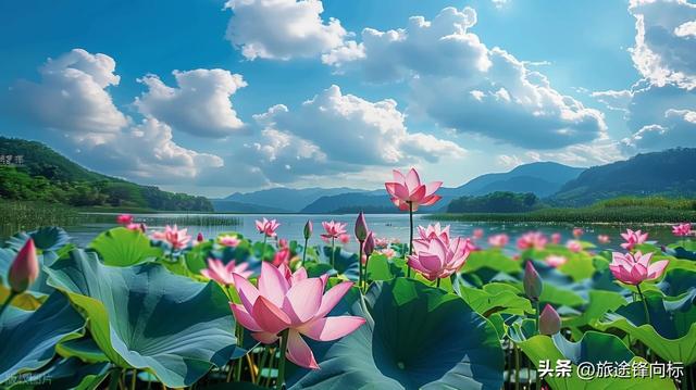 读《爱莲说》悟赏莲攻略，避开人挤人，这 3 处秘境藏着夏趣