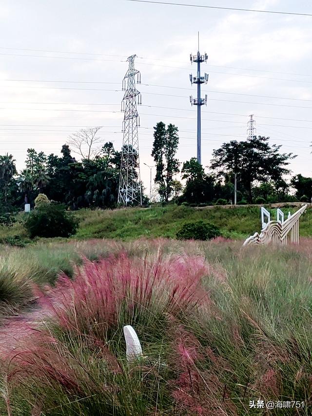 佛山三水芦苞花海生态公园