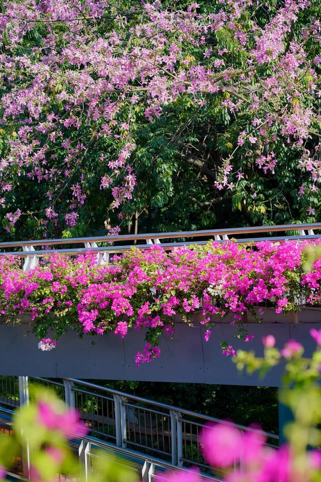 被厦门的秋天圈粉了！金色花海、粉色“云霞”……周末就出发→