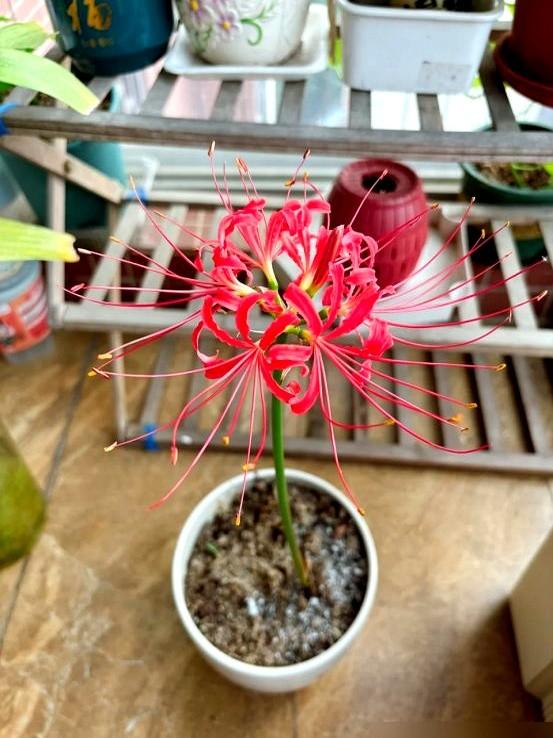 阴花不能进阳宅！这5种花“打死”也不养，家里若有？快挪走！