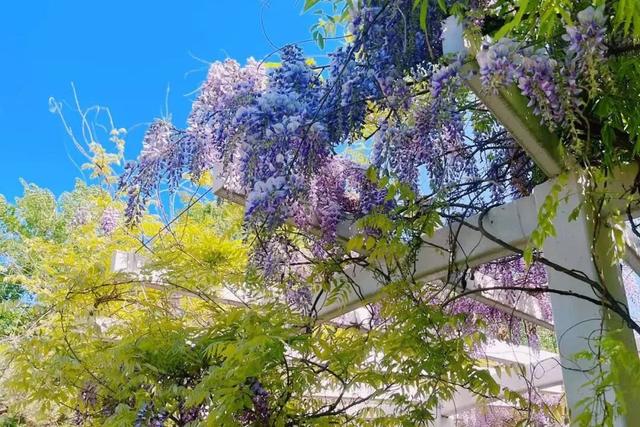 半日休闲游玩 | 牡丹+流苏+多巴胺花海，好拍到停不下来