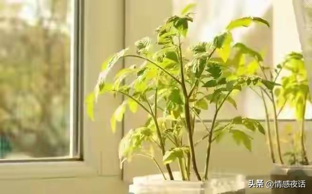 晚年两性：表面和谐，其实分房睡的老夫妻，大多在为这些事煎熬！