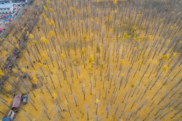 徐州又一景点火了！被称为“金色童话世界”，90%本地人不知道