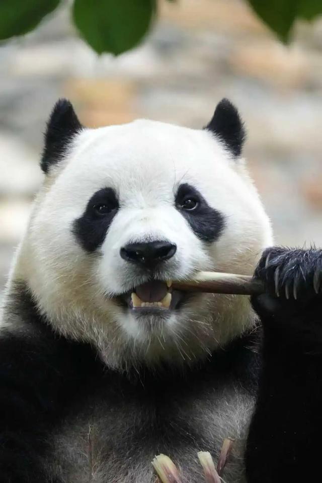 国庆自驾川西｜探秘卧龙熊猫“老家”，超全交通攻略请收好！