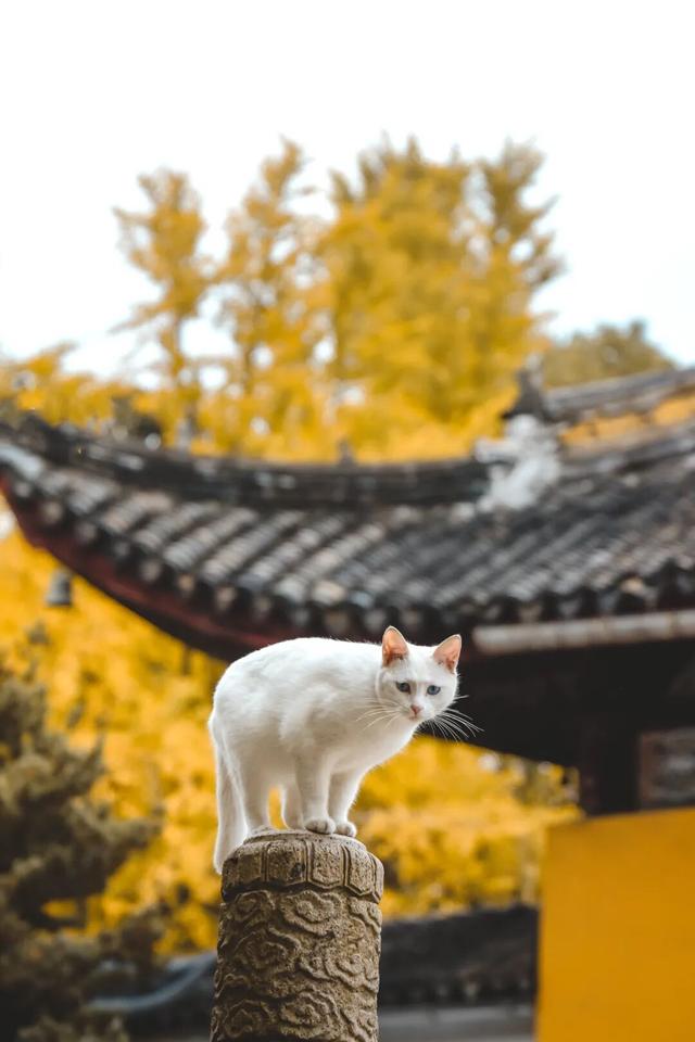 枫叶不输北国，园林比故宫浪漫！这座城市私藏了江南的所有秋天