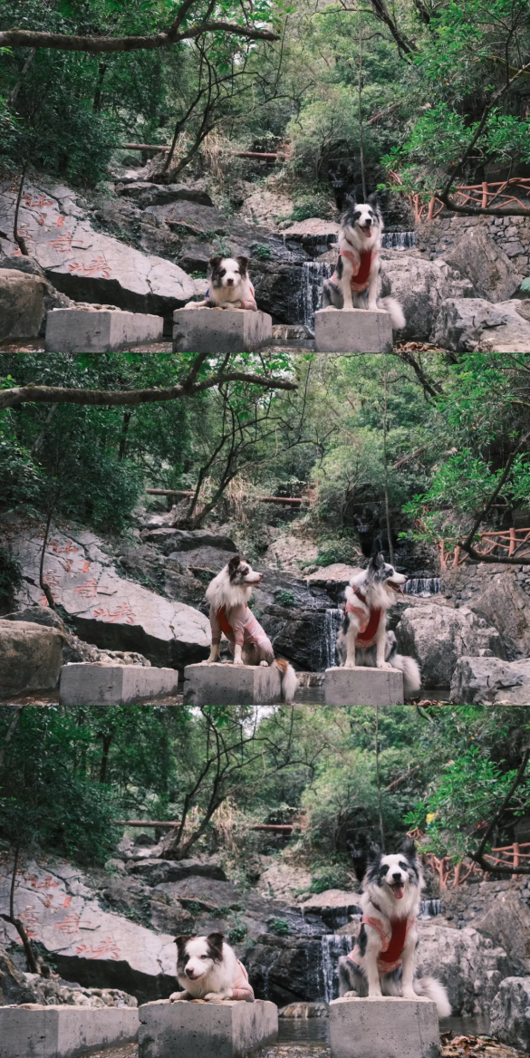 在韶关，带毛孩子去哪“浪”？这份宠物友好地图请收藏，撒欢不踩雷~